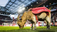 Thumbnail for article: Voetbalstad Keulen bruist: van de kroeg van Podolski tot levende mascotte Hennes