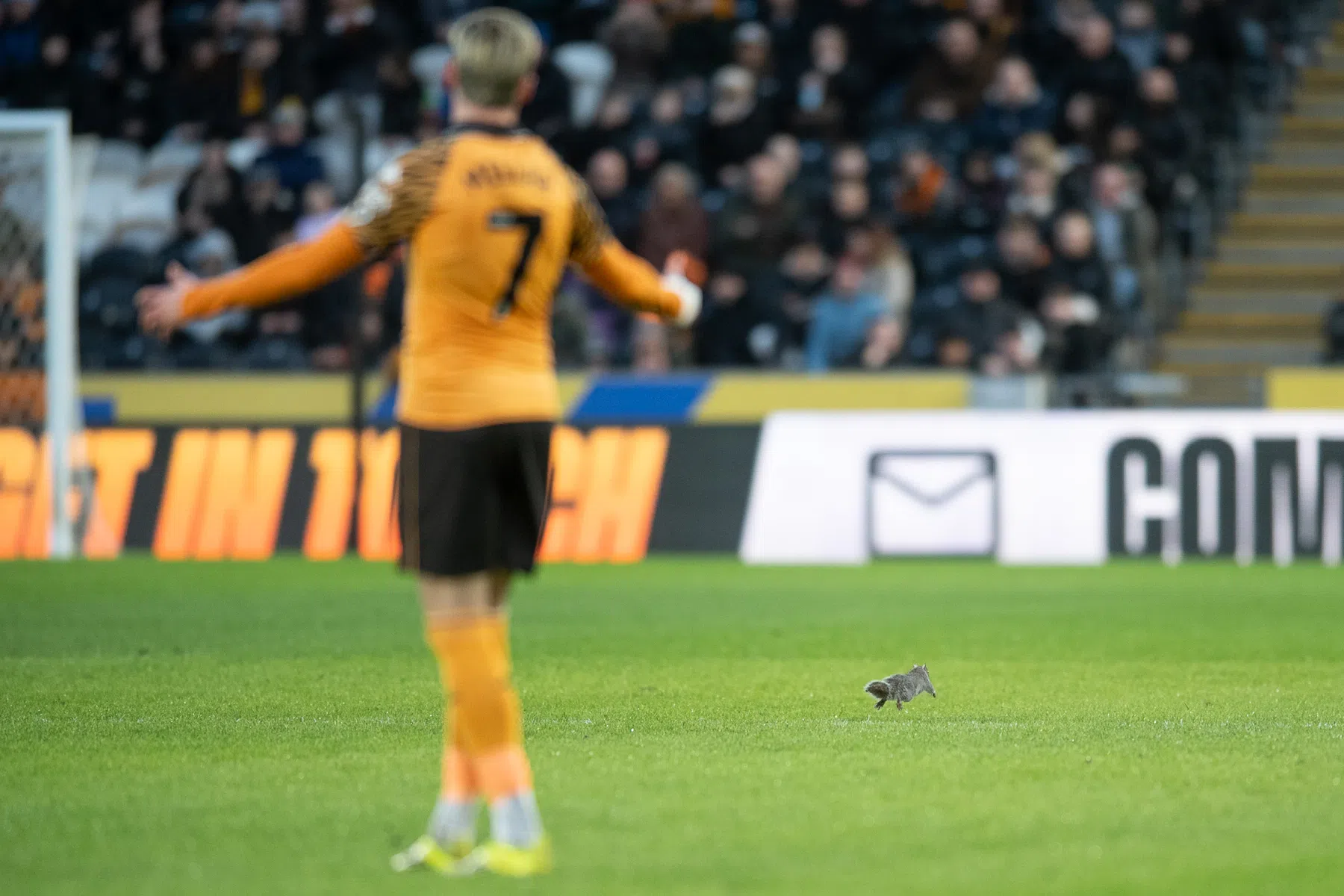 Klopjacht op doldwaze eekhoorn zorgt voor minutenlang oponthoud in Championship