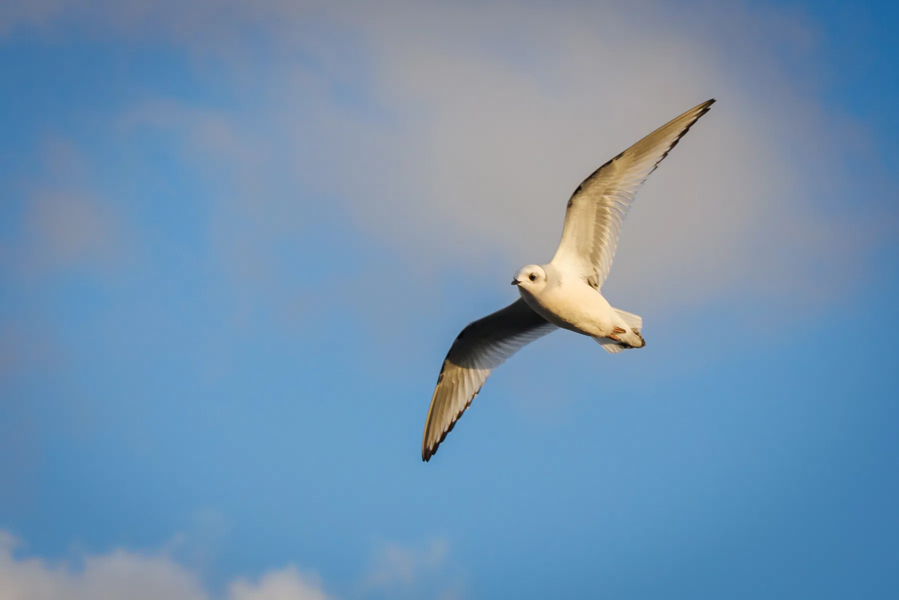 Heroïsche Turkse aanvoerder reanimeert uit de lucht geschoten meeuw